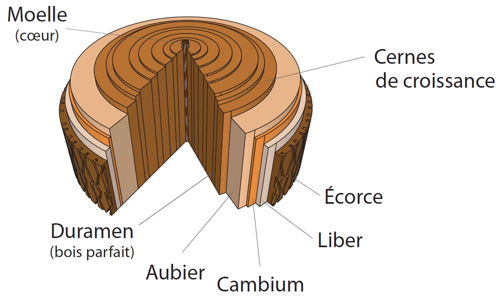 détail de composition du bois