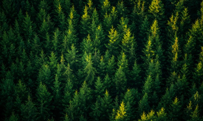 Le bois, un matériau vivant : ce qu'il faut savoir